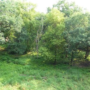 Northern Trail - Amur Tiger Exhibit