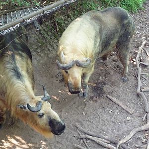 Northern Trail - Sichuan Takin