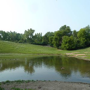 Northern Trail - American Bison/Pronghorn Antelope Exhibit