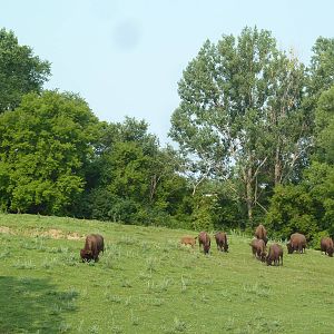 Northern Trail - American Bison/Pronghorn Antelope Exhibit