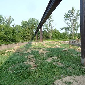 Northern Trail - Black-Tailed Prairie Dog Exhibit + Monorail Track