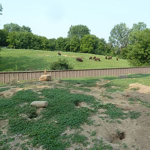 Northern Trail - Black-Tailed Prairie Dog + American Bison Exhibits