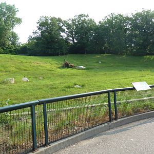 Northern Trail - Goitered Gazelle Exhibit