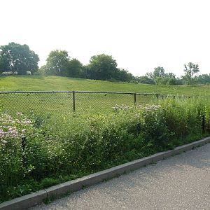 Northern Trail - Asian Wild Horse Exhibit