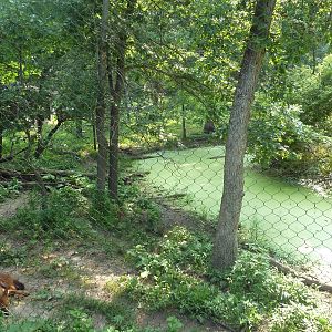 Northern Trail - Dhole Exhibit