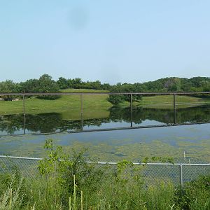 Northern Trail - Muskox Exhibit