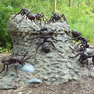 Big Bugs! - Seasonal Exhibit - Black Ants