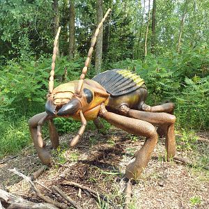 Big Bugs! - Seasonal Exhibit - Bombadier Beetle Shoots Water!