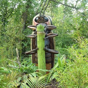 Big Bugs! - Seasonal Exhibit - Say's Firefly