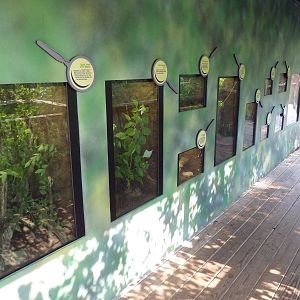 Big Bugs! - Seasonal Exhibit - Assorted Terrariums