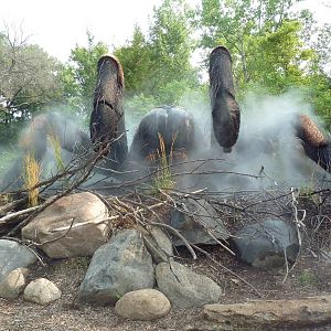 Big Bugs! - Seasonal Exhibit - Mexican Red-Kneed Tarantula
