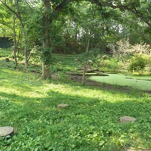 Northern Trail - Dhole Exhibit