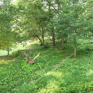Northern Trail - Dhole Exhibit