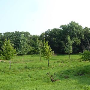 Northern Trail - Caribou Exhibit