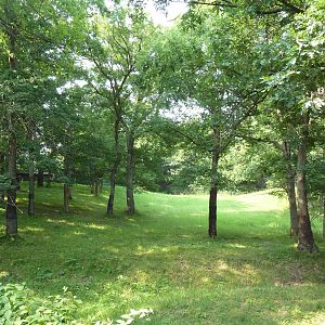 Northern Trail - Moose Exhibit