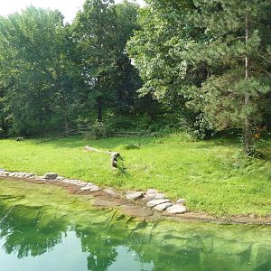 Northern Trail - Amur Tiger Exhibit