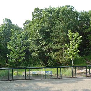 Northern Trail - Amur Tiger Exhibit