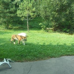 Northern Trail - Amur Tiger Exhibit