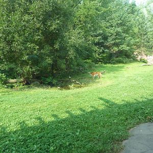 Northern Trail - Amur Tiger Exhibit