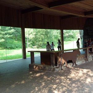 Northern Trail - Amur Tiger Exhibit