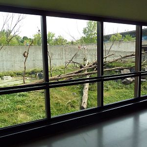 Japanese Macaque Exhibit
