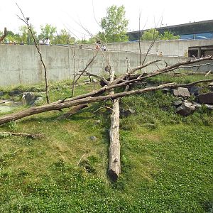 Japanese Macaque Exhibit