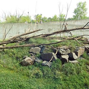 Japanese Macaque Exhibit