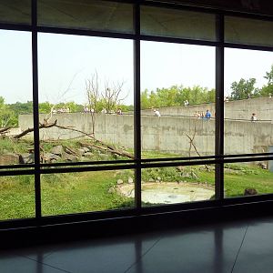 Japanese Macaque Exhibit