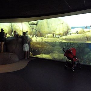 Penguins of the African Coast - New in 2011