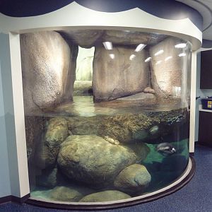 Penguins of the African Coast - New in 2011