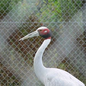 Indian Sarus Crane at Hamerton Zoo, 23/08/14