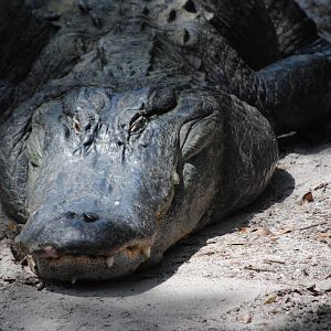 American Alligator