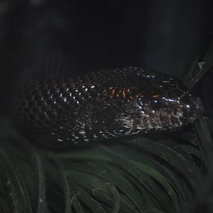 Black Pine Snake