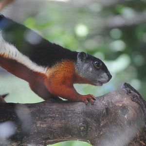 Sumatran Prevost's Squirrel