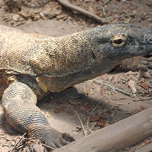 Komodo Dragon
