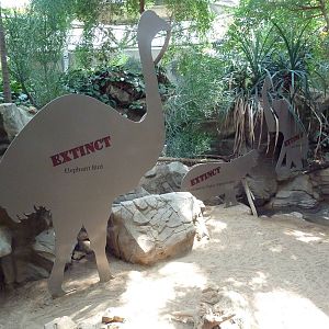 Tropics Trail - Extinct Exhibit (and Radiated Tortoises)