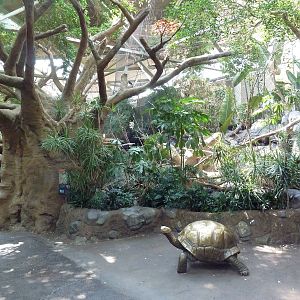 Tropics Trail - Madagascan Giant Tortoise Statue + Lemur Exhibit