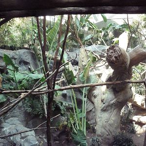 Tropics Trail - Ring-Tailed + Red Ruffed Lemur Exhibit