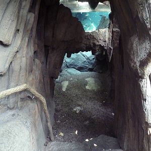 Tropics Trail - Dwarf Crocodile/Cichlid Underwater Viewing Area