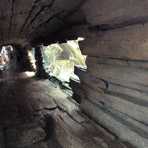 Tropics Trail - Faces of the African Forest (4 Species)