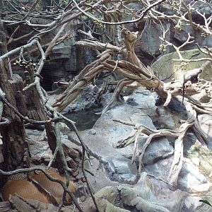 Tropics Trail - Faces of the African Forest (4 Species)