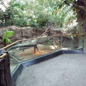 Tropics Trail - Komodo Dragon Exhibit
