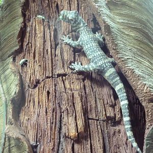 Tropics Trail - Komodo Dragon Statue