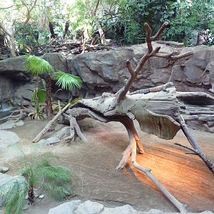 Tropics Trail - Komodo Dragon Exhibit