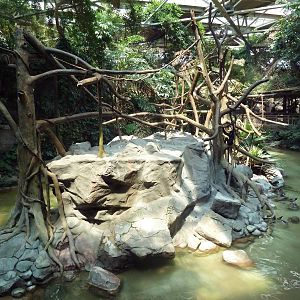 Tropics Trail - White-Cheeked Gibbon Exhibit