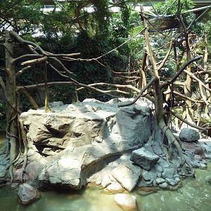 Tropics Trail - White-Cheeked Gibbon Exhibit