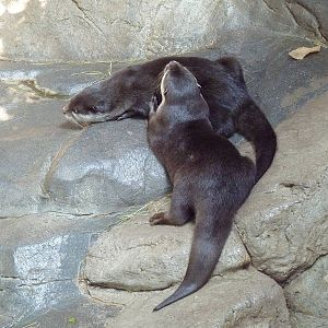 Tropics Trail - Small-Clawed Otters