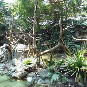 Tropics Trail - White-Cheeked Gibbon Exhibit
