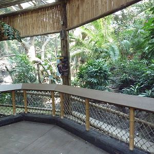 Tropics Trail - Rhinoceros Hornbill Exhibit