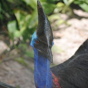 Southern Cassowary